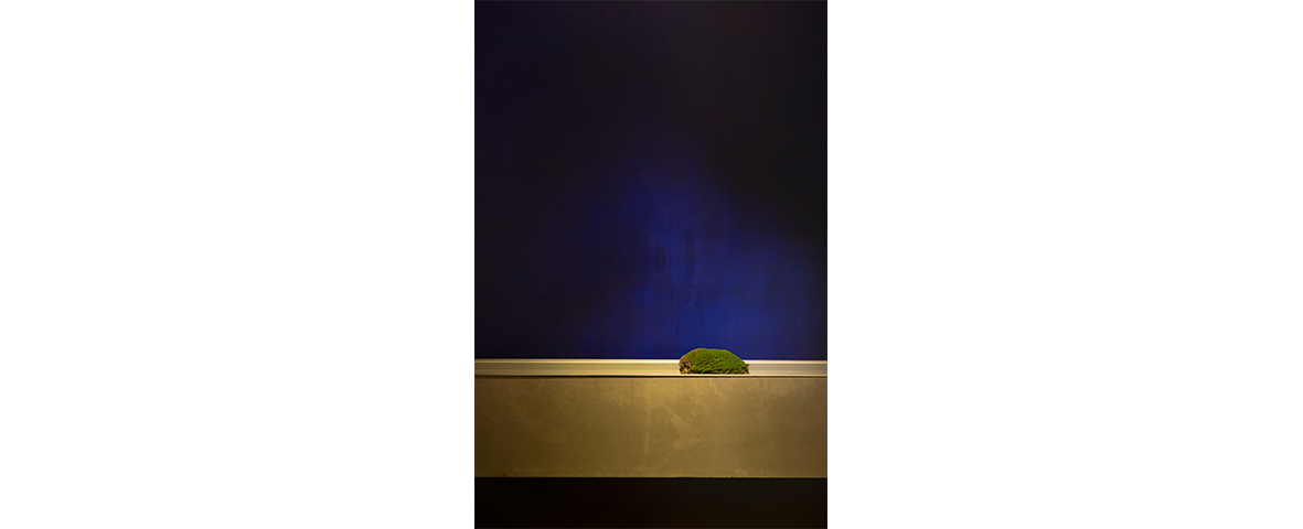 Não é ainda o mar, curadoria de / Curated by Óscar Faria